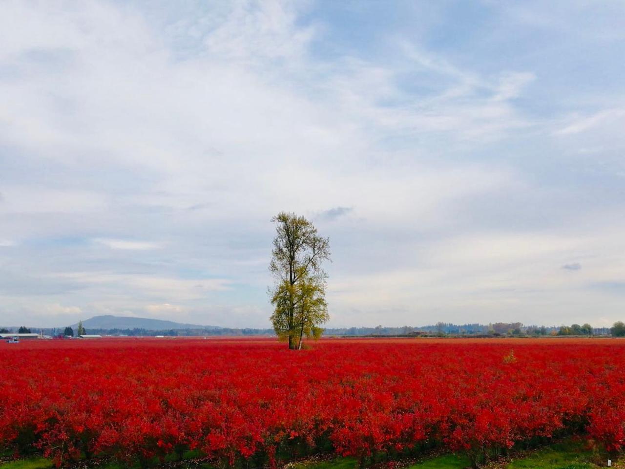 Cedar Manor Bed&Breakfast Pitt Meadows Bagian luar foto